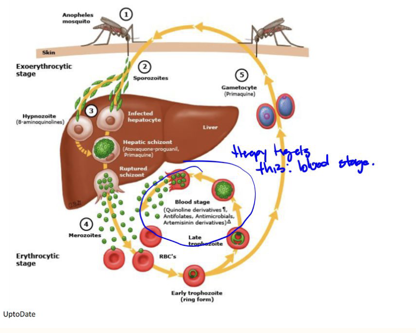 <ol><li><p>Target schizonts in erythrocytes </p></li><li><p>Target hypnozoites in liver </p></li></ol><p></p>