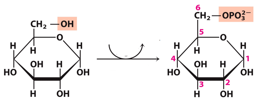 <p>What enzyme catalyzes this reaction? What are the intermediates, if any?</p>