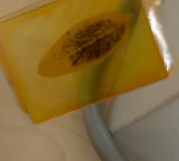 <p>přežvýkavci</p>