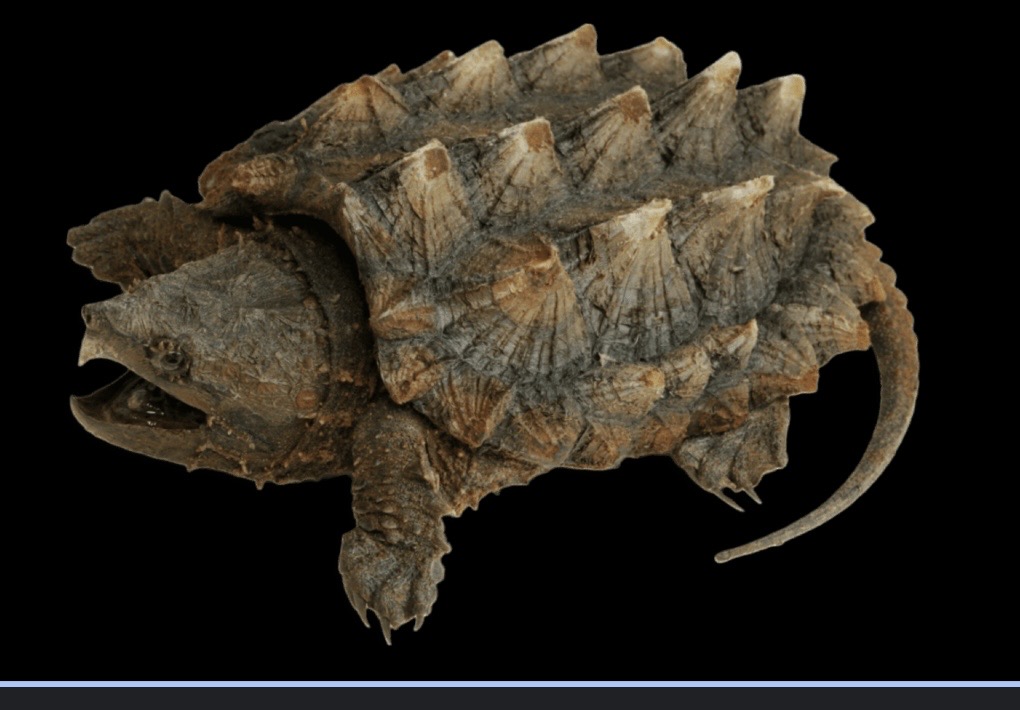 <p>3 rows of keeled scutes along carapace and tails</p><p>Supramarginal scutes (1-5)</p><p>Eyes encircled by fleshy projections</p><p>Worm-like lure inside strong jaw</p>