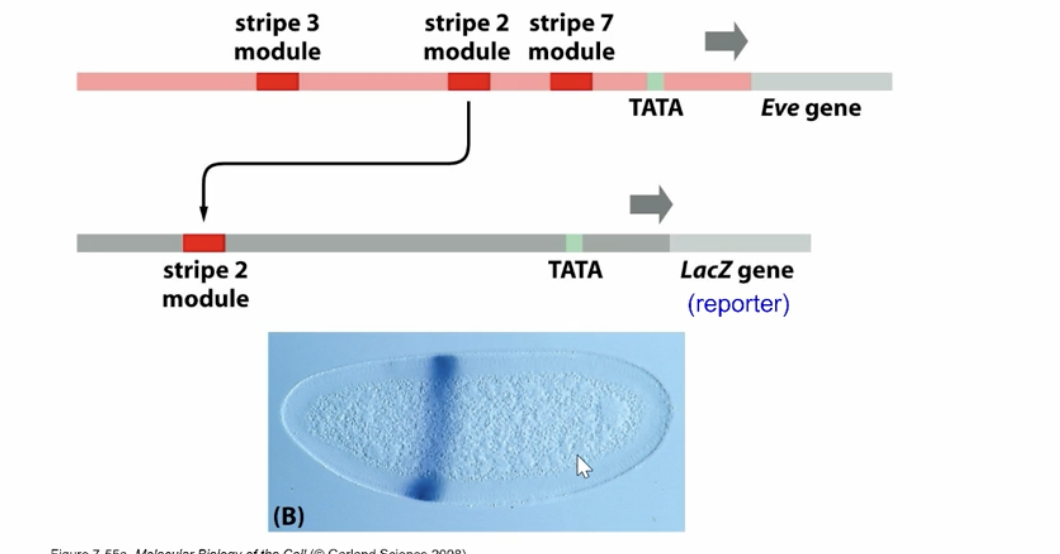 <p>Each stripe is controlled by its own enhancer module that integrates inputs from multiple transcription factors to produce expression in a specific region.</p>