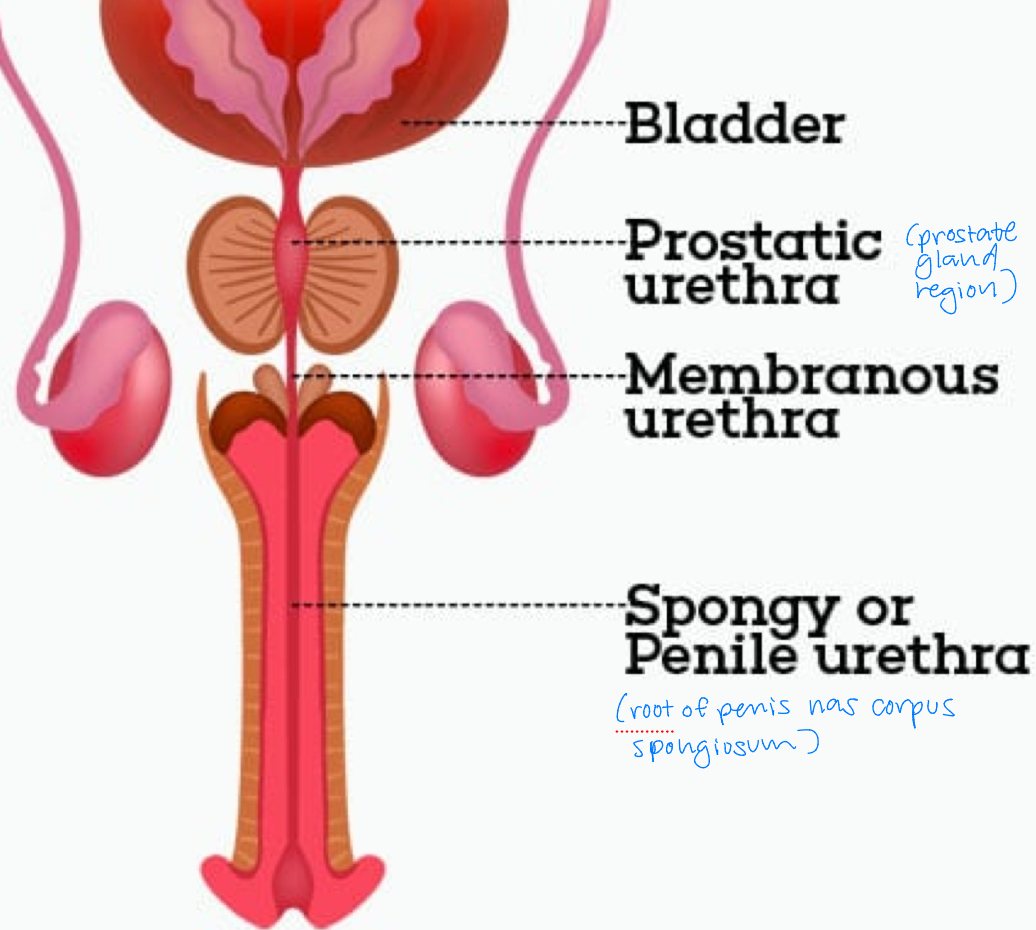<p>divided into 3 sections</p><ul><li><p>prostatic: prostate gland region</p></li><li><p>membranous: between prostate and root of penis</p></li><li><p>spongy/penile: root of penis; has corpus spongiosum</p></li></ul><p></p>
