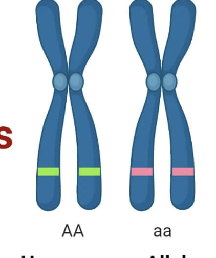 <p>Different forms of genes (different shapes for each gene)</p>