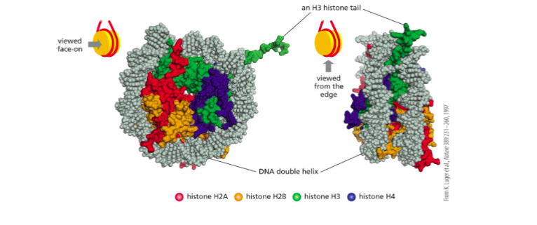 <p><span>The fundamental unit of chromatin, consisting of DNA wrapped around a core of histone proteins</span></p>