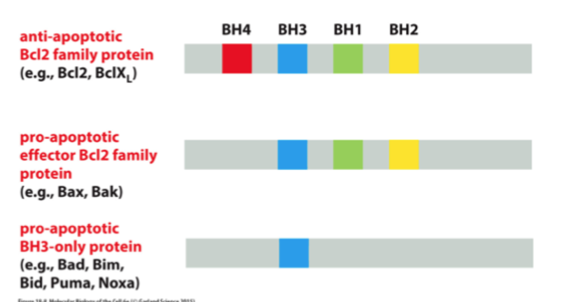 <p><strong>Bcl2</strong> og <strong>BclxL</strong>.</p>