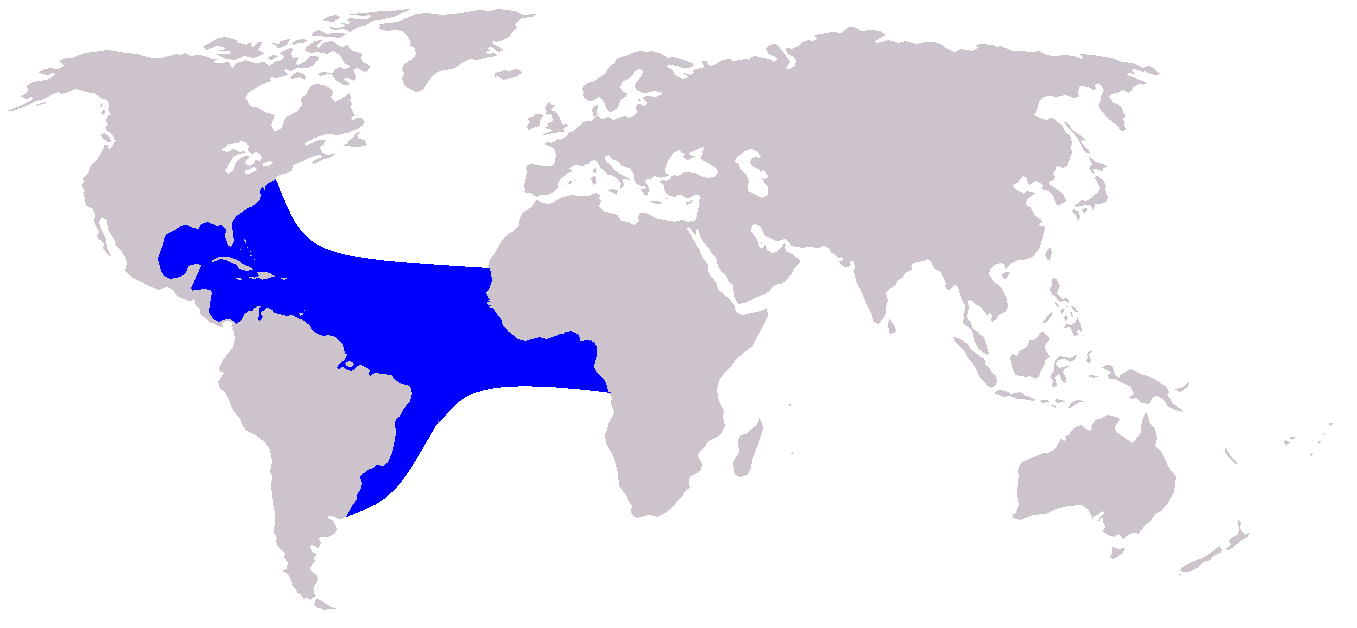 <p><strong>Clymene dolphin</strong><br>(<strong><em>Stenella clymene</em></strong>)<br>-Atlantic Ocean<br>-hybrid speciation descending from the spinner dolphin and the striped dolphin<br>-2 Meters<br>-Dorsal fin<span> is less erect and triangular</span><br><span>-Mostly in waters over 100&nbsp;m in depth</span><br><span>-Diet: Squid and small schooling fish</span><br><span>-Very active dolphins</span><br><span>-Groups from four up to around 150 individuals, but forty seems typical</span><br><span>-Highly vocal </span></p>