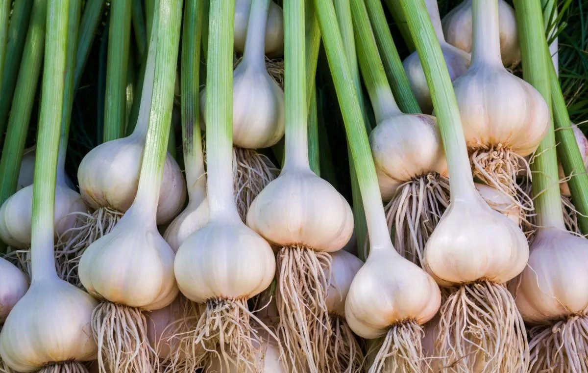 <p>سیر - Garlic</p>