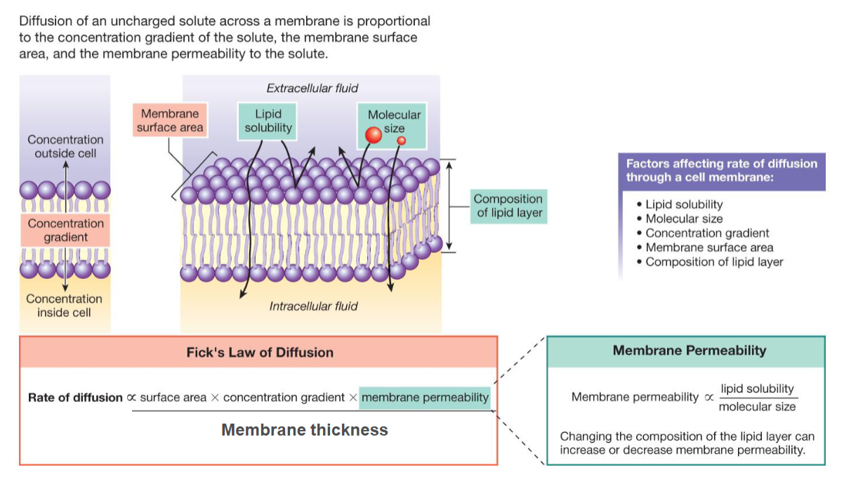 <p>Membrane thickness (permeability)</p>