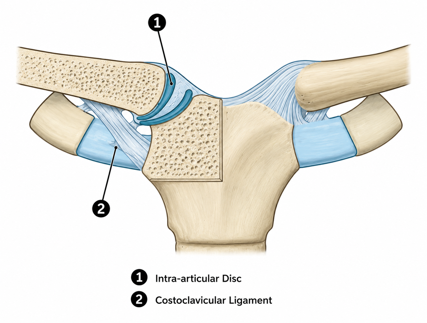 <p>label the sternoclavicular joint ligaments</p>