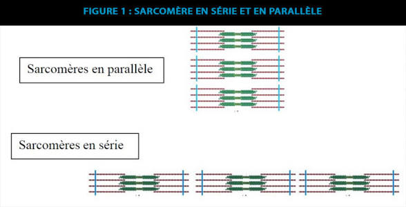 <p><span><strong><u><span>a) Sarcomères en parallèle</span></u></strong></span></p><p><span><span>Plus il y a de sarcomères placés en </span><strong><span>parallèle</span></strong><span>, plus la fibre peut développer de </span><strong><span>force</span></strong><span>.</span></span></p><p><span><strong><u><span>b) Sarcomères en série</span></u></strong></span></p><p><span><span>Plus il y a de sarcomères placés en </span><strong><span>série</span></strong><span>, plus la fibre peut développer de </span><strong><span>vitesse</span></strong><span>.</span></span></p>