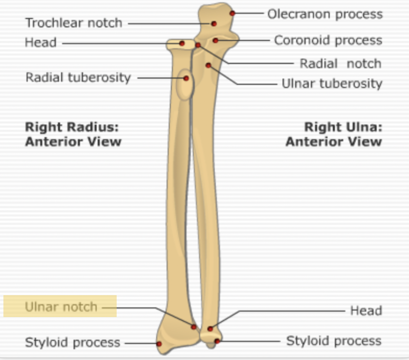 <p><span>A concavity on the medial aspect of the distal radius that accommodates the head of the ulna.</span></p>