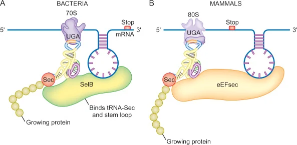 <p>What happens if selenocysteine is absent</p>