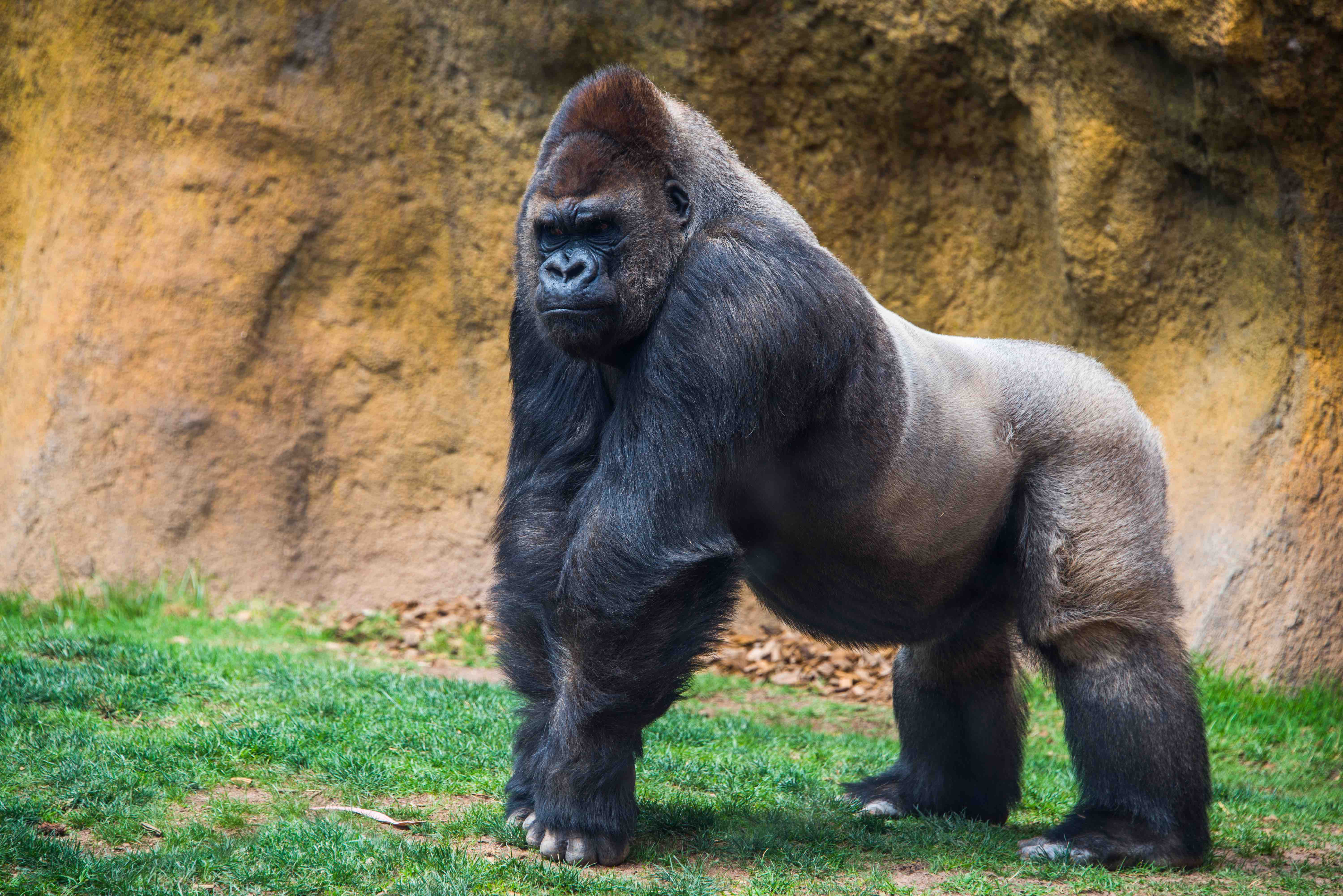 <p>Class: Catarrhine-ape</p><ul><li><p>Largest living primate with extreme sexual dimorphism</p></li><li><p>Quadrupedal knuckle-walker that eats leaves and fruit</p></li><li><p>Lowland gorillas are more arboreal</p></li></ul><p></p>