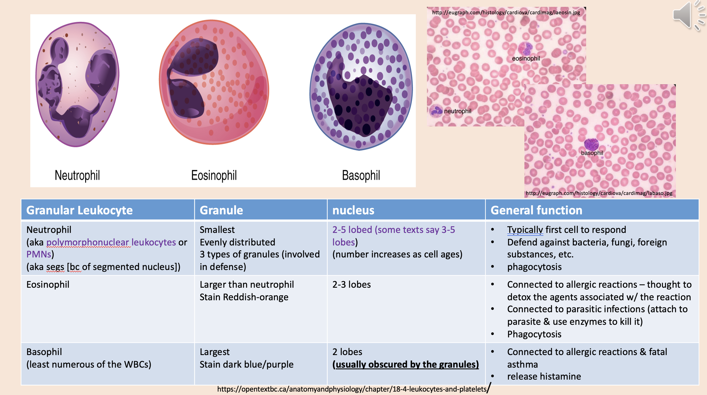<p>neutrophil </p>