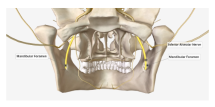 <p>located on the internal surface of the ramus of the mandible </p>