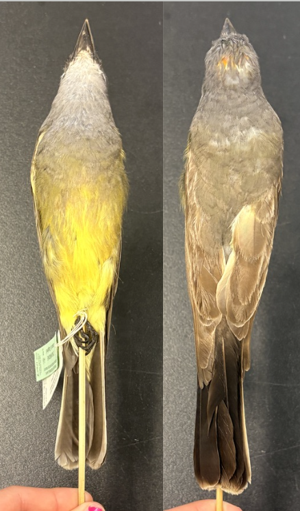 <p>• Dark gray head and breast with sharply contrasting white chin</p><p>• Yellow abdomen</p><p>• Black tail with pale tips</p><p>• Pale edging on wing coverts</p>
