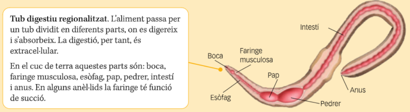 <p>Anèl·lid, cuc de terra. A més, el pap s’utilitza com a reserva.</p>
