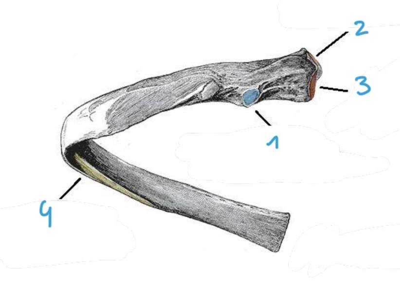 <p>identify structure #2 of the rib</p>