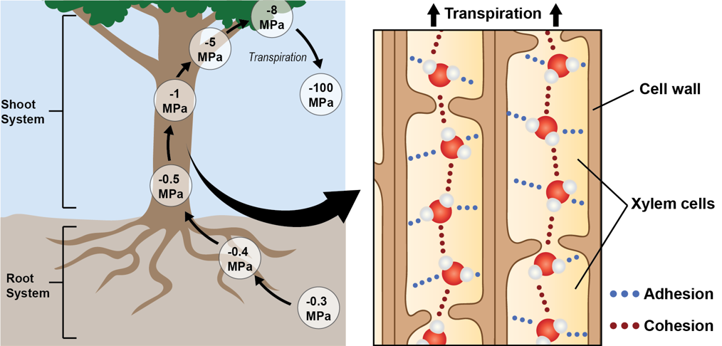 <p>What is the physical reason behind transpiration> </p>