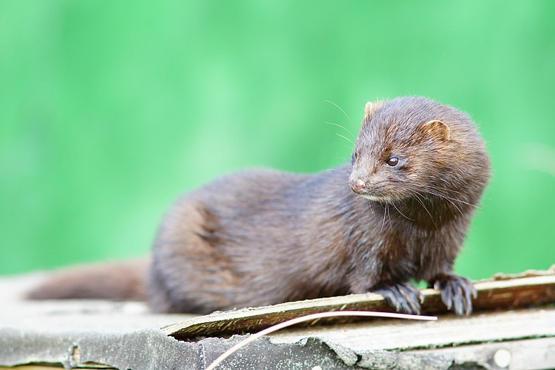 <p>Common Name: American mink</p>