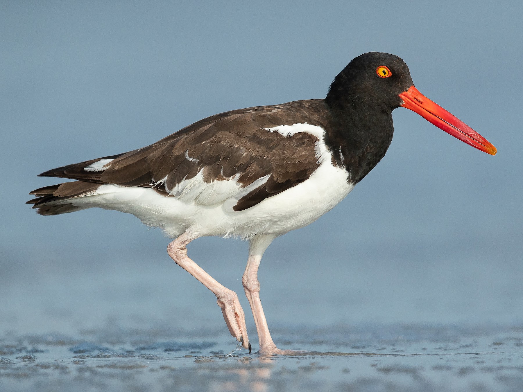 <p>Order Charadriiformes Family Haematopodidae</p>