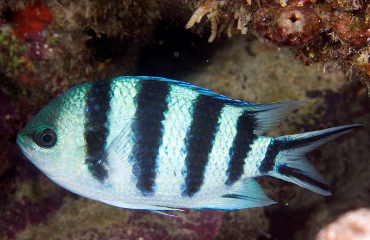 <p>Abudefduf sexfasciatus</p>