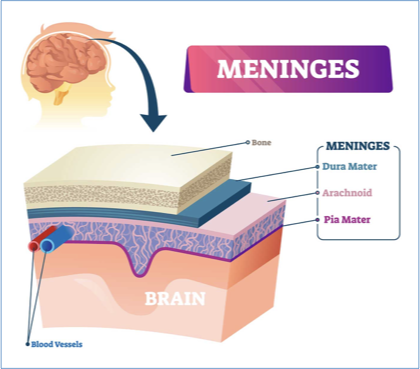 <p>meninges</p>