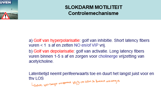 <p><span>NO: geeft een golf van hyperpolarisatie zodat de spieren zullen ontstpannen.</span></p><p style="text-align: left;"><span>=<strong><em> SHORT LATENCY FIBERS.</em></strong></span></p><p style="text-align: left;"><span>Ze vuren minder dan 1s af en zetten NO en of VIP vrij.</span></p><p style="text-align: left;"></p><p style="text-align: left;"><span>Zorgt voor een relaxatie.</span></p><p style="text-align: left;"></p><p style="text-align: left;"><span>———</span></p><p style="text-align: left;"><span><strong><em>Golf van hyperpolarisatie gaat de golf van depol vooraf</em></strong>, want de spier moet relaxeren, zodat wanneer er een contractie ontstaat de depolarisatie de contractie naar onder kan duwen.</span></p><p style="text-align: left;"></p><p style="text-align: left;"><span>———</span></p><p style="text-align: left;"><span>Geolf van depol:</span></p><p style="text-align: left;"><span><strong><em>LONG LATENCY FIBERS.</em></strong></span></p><p style="text-align: left;"></p><p style="text-align: left;"><span>———</span></p><p style="text-align: left;"><span>De golf van hyperpolarisatie treedt dus zeer snel op (short latency fibers) na de activatie.</span></p><p style="text-align: left;"></p><p style="text-align: left;"><span>Activatie van de depolariserende neuronen gaat trager.</span></p><p style="text-align: left;"><span>Naarmate men meer proximaal zit, gaat het sneller en meer distaal trager, zodat we netto een contractiegolf gaan krijgen.</span></p>