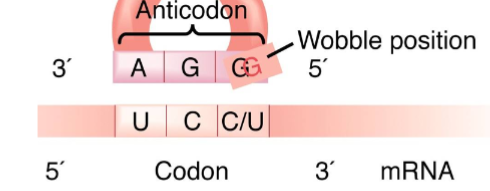 <p>3’ to 5’ while mRNA is in 5’ to 3’ </p>