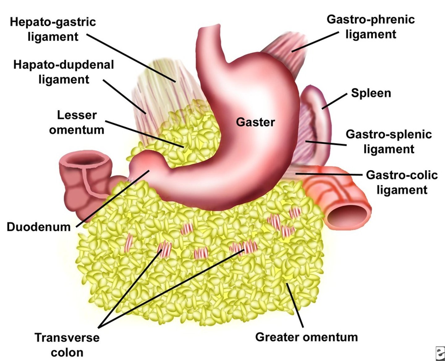 <p>1. gastrophrenic</p><p>2. gastrosplenic</p><p>3. gastrocolic</p>