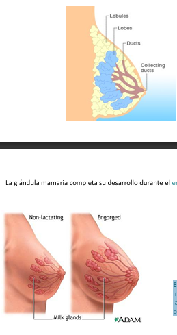 <p>Los estrógenos inducen el desarrollo de la mama durante la pubertad, mediante la proliferación de células adiposas y la proliferación y expansión de los conductos glandulares</p><p>La glándula mamaria completa su desarrollo durante el embarazo.</p><p>Estrógenos y progesterona inducen la diferenciación de las estructuras glandulares productoras de leche.</p>