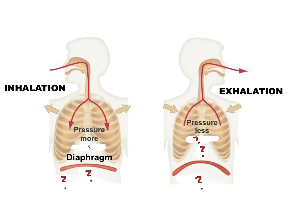 <p>During inhalation, the ribs…</p>
