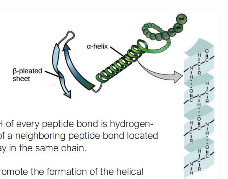 <p>What are the alpha helices and how do they interact with each other?</p>