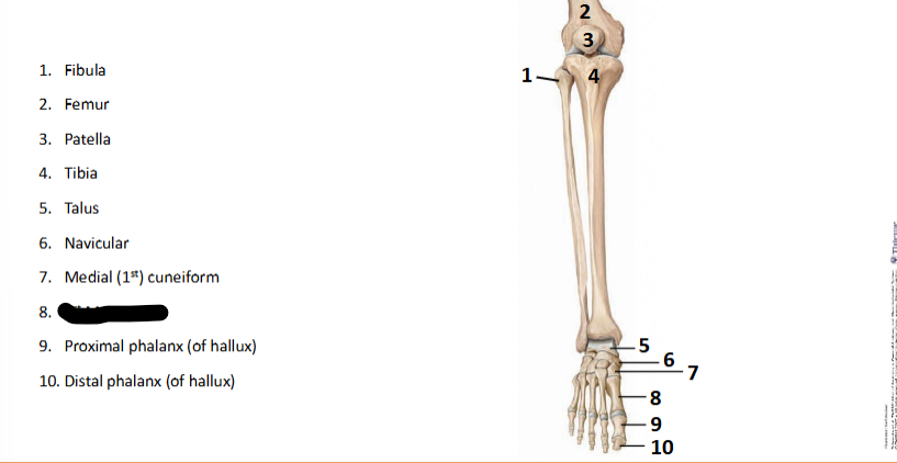 <p>What bone landmark is this within the <strong>Lower-Appendicular Skeleton? (Leg - Foot)</strong></p>