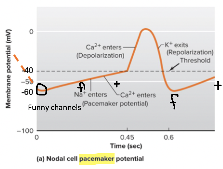 <ul><li><p>Starts at -60 mV</p></li><li><p>Na enters through funny Na channels, then Ca entry through T (transient) type channels, bringing membrane to threshold (-40mV)</p></li><li><p>Depolarization upstroke due to v-g L-type Ca channels</p></li><li><p>Repolarization by v-g K+ channels</p></li><li><p>Causes pacemaker potential</p></li></ul><p></p>
