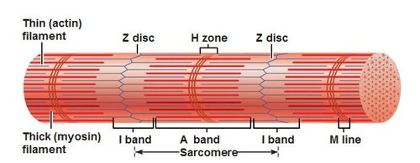 <p>Rod-like structures that fill the cell</p><p>Contain bundles of proteins that</p><p>compose the contractile units</p>