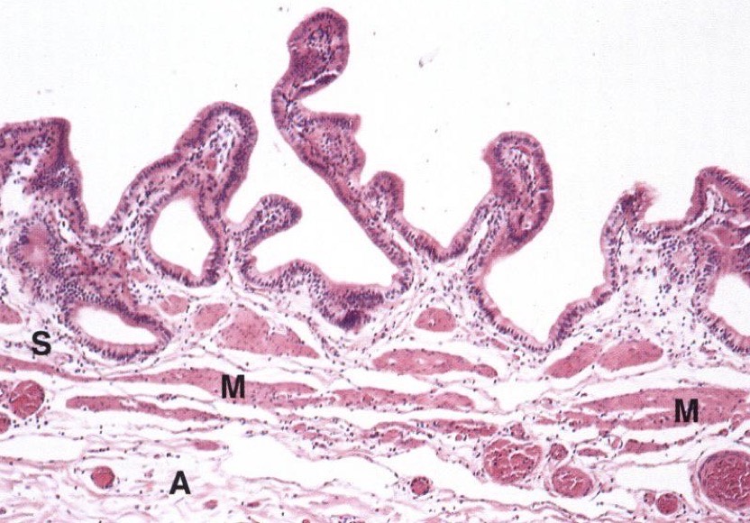 <p>Identify the Organ and Structures?</p>