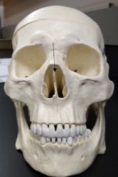 <p>What is this bone?</p>