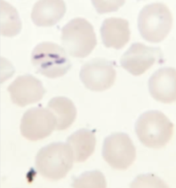 <p>Genus, s</p>