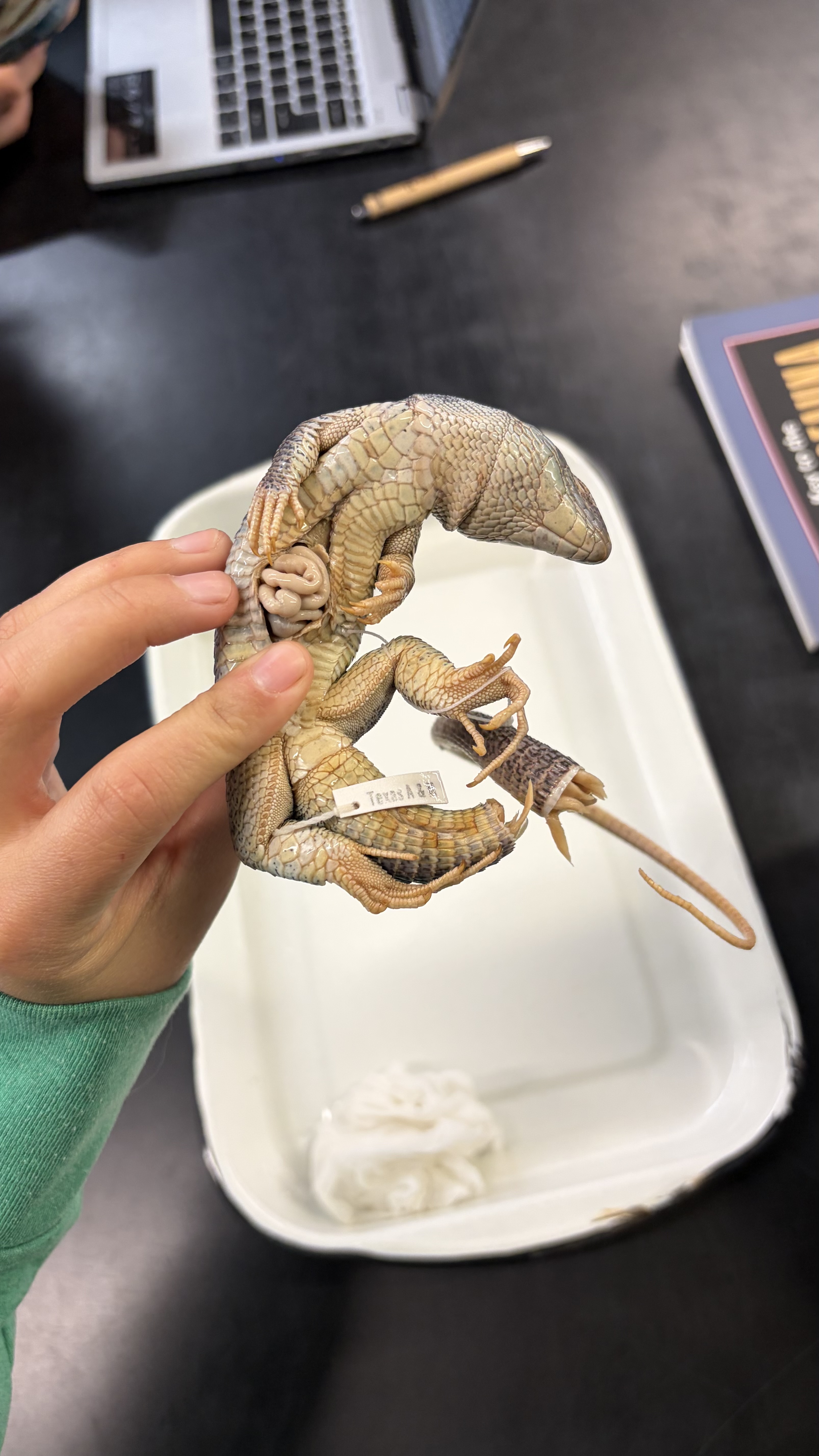 <ul><li><p>Squamata</p><ul><li><p>Scincomorpha</p><ul><li><p>Lacteridae</p><ul><li><p><em>Lacerta viridis</em></p></li></ul></li></ul></li></ul></li></ul><p></p>