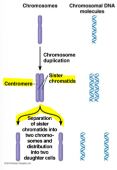 <ul><li><p>chromosomes duplicate, turning into sister chromatids</p></li><li><p>sister chromatids separate into two chromosomes and will be distributed into 2 daughter cells</p></li></ul><p></p>