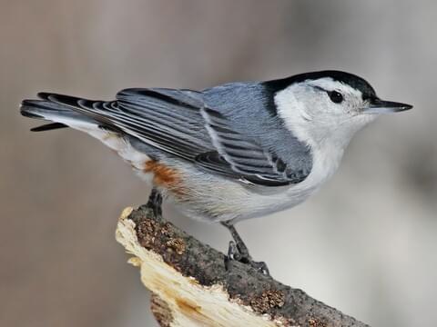 <p>White-breasted Nuthatch</p>