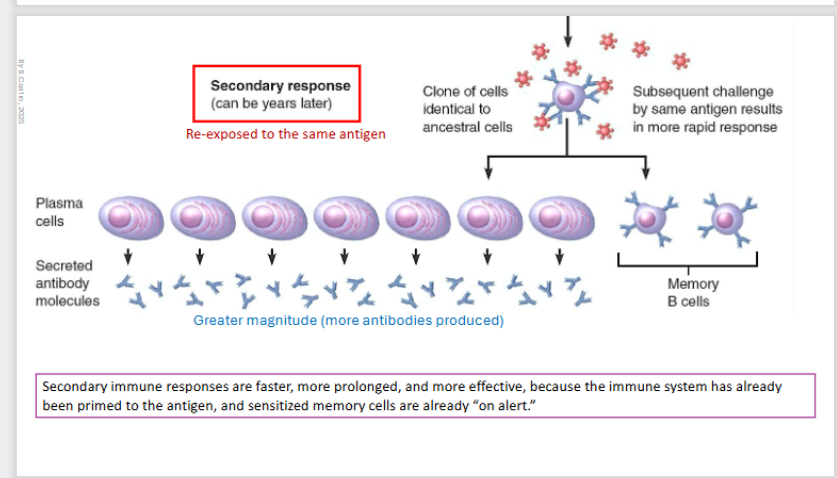 <p>Can happen YEARS later</p><p>There is reexposure to the antigen once more. </p><p></p><p>There is a clone of cells identical to the ancestral cells and the subsequent challenging by the same antigen results in a much quicker response. </p><p></p><p><strong>Plasma cell </strong>creation once more and <strong>memory B cells. </strong></p><p></p><p>There is a greater magnitude (more antibodies produced).</p><p></p><p>Secondary immune responses are <strong>faster</strong>, <strong>more prolonged</strong>, and <strong>more effective</strong>, because the immune system has already been primed to the antigen, and sensitized memory cells are already “on alert”</p>