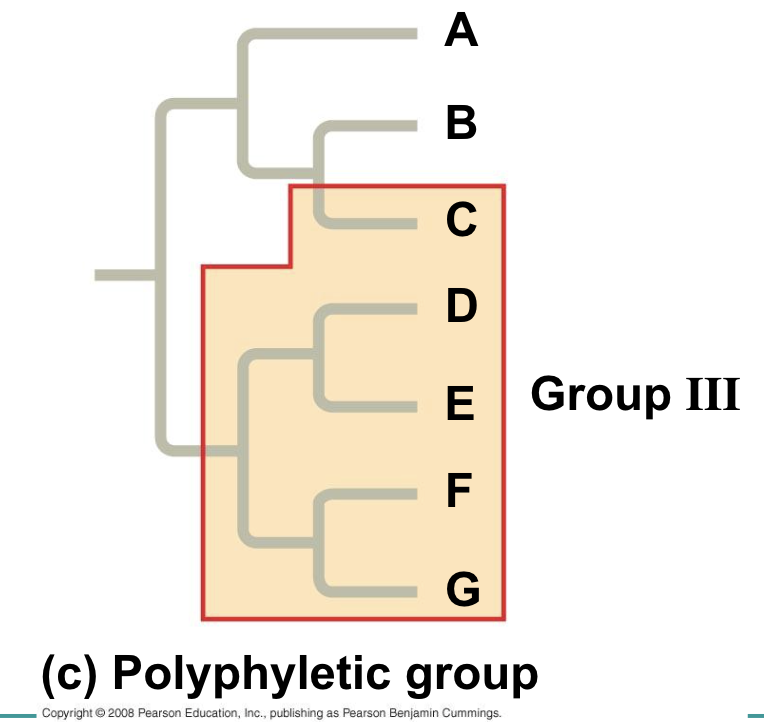 <p>consists of various species that lack a common ancestor </p>