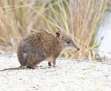 <p>What is the order of this animal?</p>