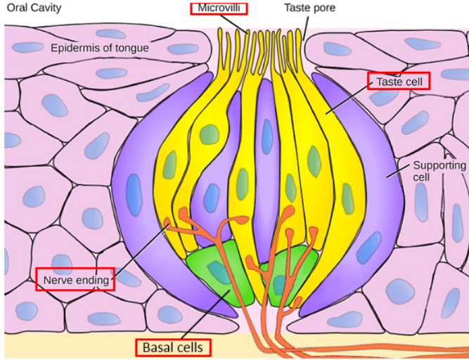 <p><span style="background-color: transparent;">1. gustatory cells (hair cells) = specialized epithelial cells –“hairs”: microvilli with chemical receptors, project through taste pore at surface of taste bud. Sensory neuron dendrites synapse (connect) on gustatory cells, transmitting gustatory info to brain. </span></p><p><span style="background-color: transparent;">2. transitional cells -- immature gustatory cells. </span></p><p><span style="background-color: transparent;">3. basal cells -- stem cells.</span></p>