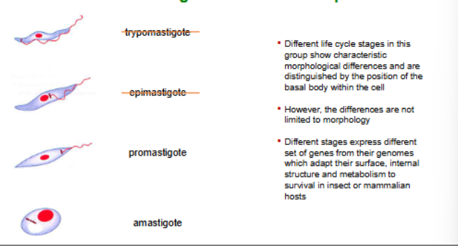 <p>trypomastigote</p><p>epimastigote</p><p>promastigote</p><p>amastigote</p>