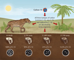 <p>Scientific test used to determine the age of fossils.</p>