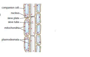 <ul><li><p>Carry out most metabolic reactions</p></li><li><p>Contain many mitochondria to make ATP to relocate nutrients</p></li><li><p>Have many <strong>plasmodesmata </strong>to connect sieve tubes and companion cells</p></li></ul><p></p>