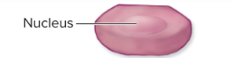 <p>flattened cells</p>
